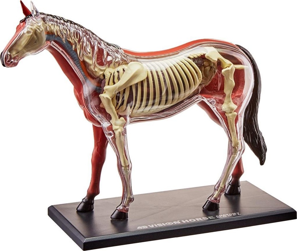 4D Master Horse Anatomy Model Hepsiburada Global